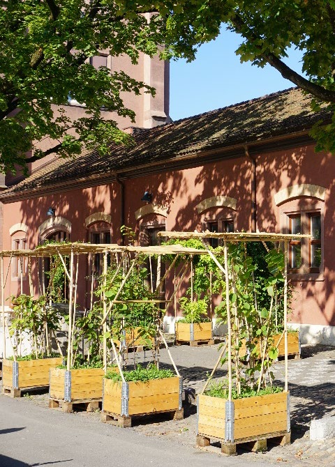 Schattenbepflanzungen vor dem Quartiertreff Kaserne